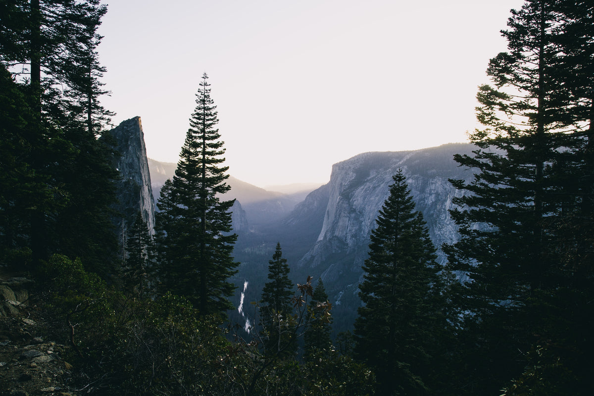 Pine trees overlooking a mountain valley